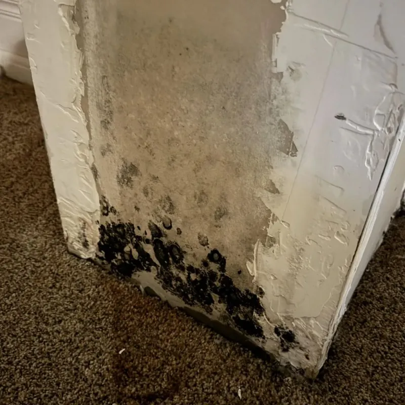 Professional Mold Removal in Parkersburg, IA